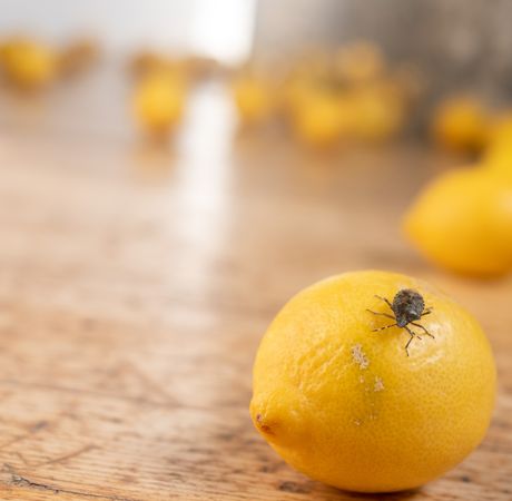 LEMONISM Installation #1 photo_Maximilian Pramatarov