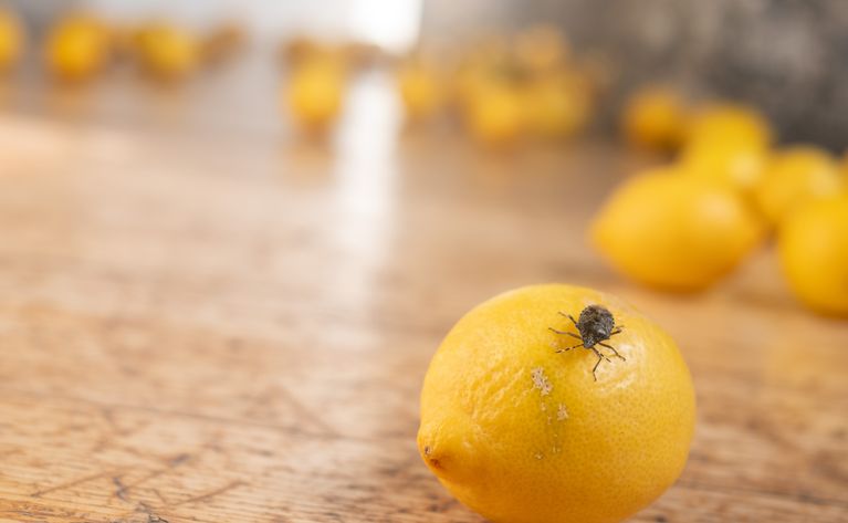 LEMONISM Installation #1 photo_Maximilian Pramatarov
